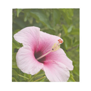 Cook Islands, Atiu. Hibiskusblüte. Notizblock