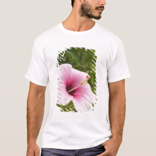 Cook Islands, Atiu. Hibiskusblüte. T-Shirt