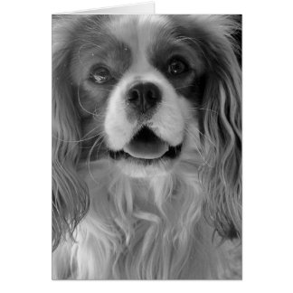 Cookie der König Charles Spaniel