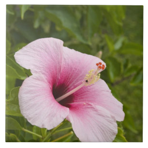 Cookinseln, Atiu. Blume des Hibiskus. Fliese