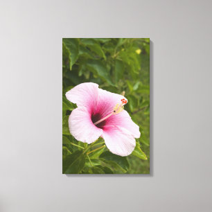 Cookinseln, Atiu. Blume des Hibiskus. Leinwanddruck