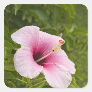 Cookinseln, Atiu. Blume des Hibiskus. Quadratischer Aufkleber
