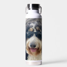 "Cool Dood! Bernedoodle in Sonnenbrille Wasser Fla