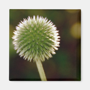Cool Globe Thistle Magnet
