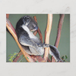 Cool Koala Postkarte