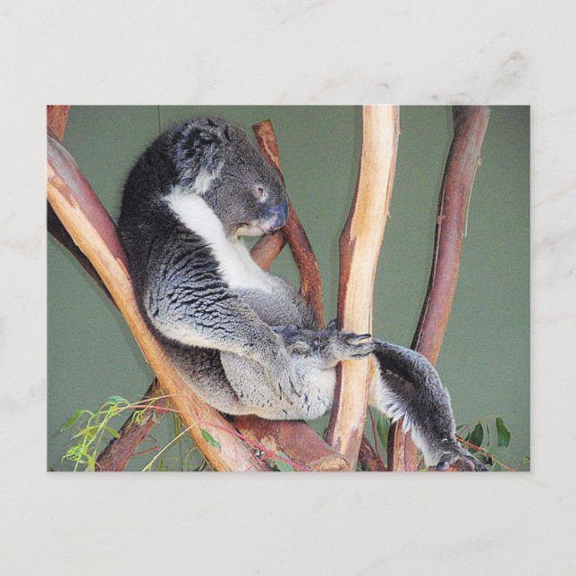 Cool Koala Postkarte (Vorderseite)