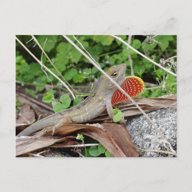 Cool Lizard Anole Postkarte (Vorderseite)