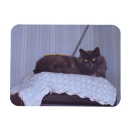 Cool Nebelung Magnet