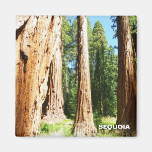 Cool Sequoia Magnet !