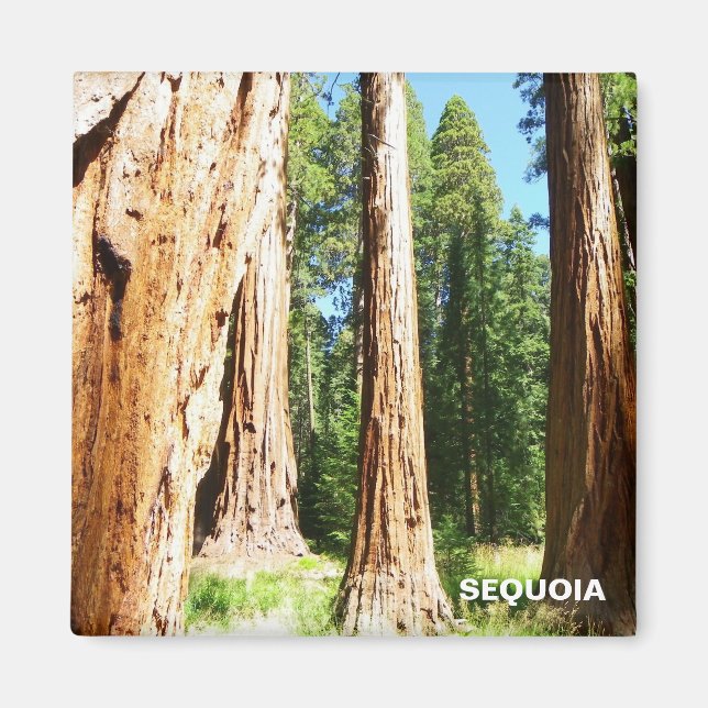 Cool Sequoia Magnet ! (Devant)