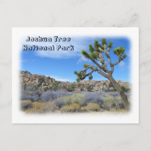 Coole Joshua Tree Postcard! Postkarte