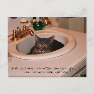 coole Katze im Sommer Postkarte