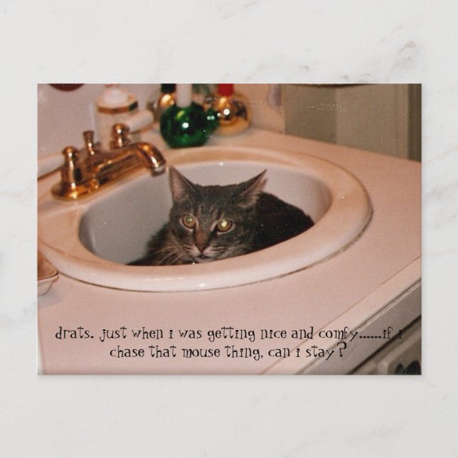 coole Katze im Sommer Postkarte (Vorderseite)