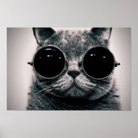 Coole Katze