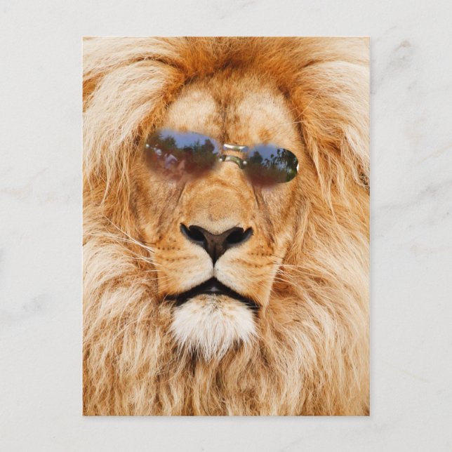 Coole Löwengesicht Postkarte (Vorderseite)