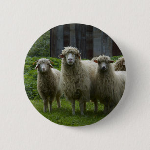 Coole Menge des Ackerlands der Schaf-  Button