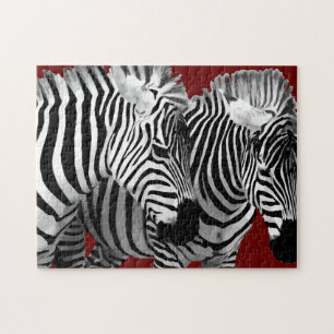 Coole Natur und Tierwelt Zebrastreifen