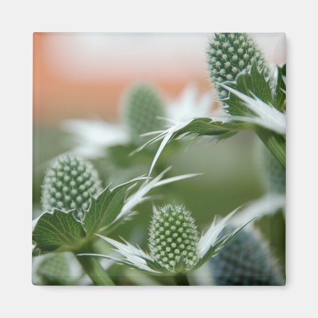 Coole Pflanze Magnet (Vorne)