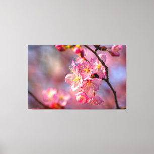Coole Sakura-Blüten an einem Kirschbaum im Garten Leinwanddruck
