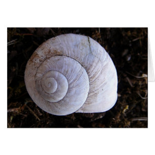 Coole Schnecke
