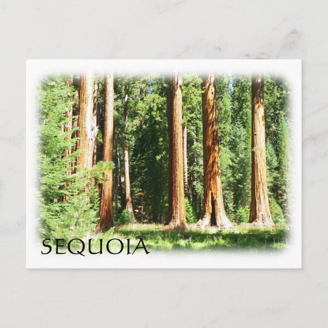 Coole Sequoia Postcard! Postkarte (Vorderseite)