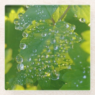 Coole Wassertropfen auf grünem Grund Glasuntersetzer