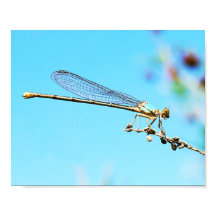Coolen Nahen aus einer Drachenfliegenfotografie