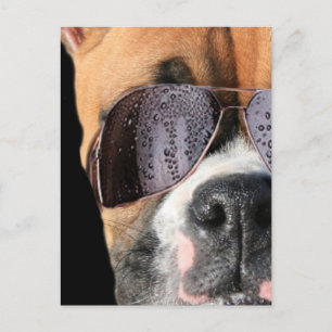 Cooler Boxer in einer Sonnenbrille auf der Postkar Postkarte