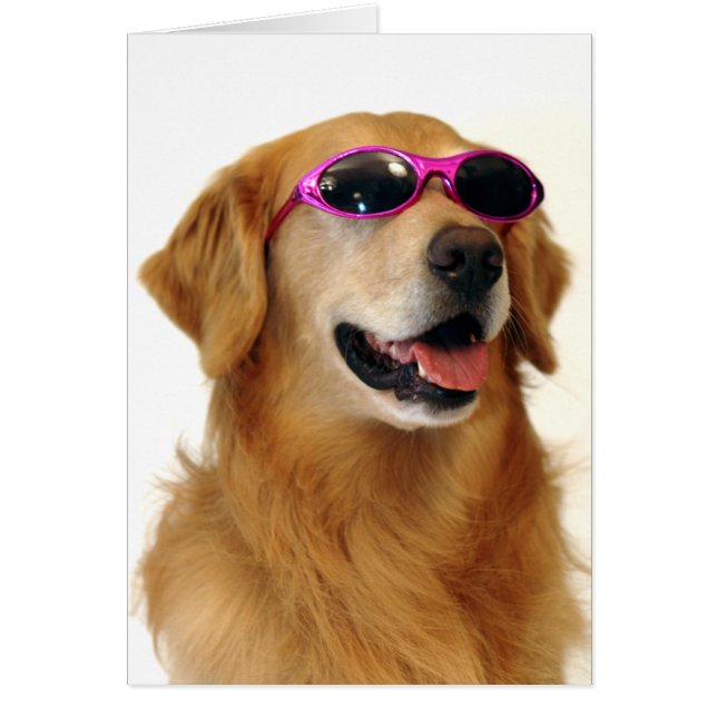 Cooler goldener Retriever (Vorne)