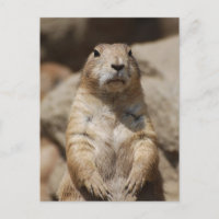 Cooler Prairie Hund Postcard