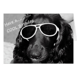 Cooler Spaniel