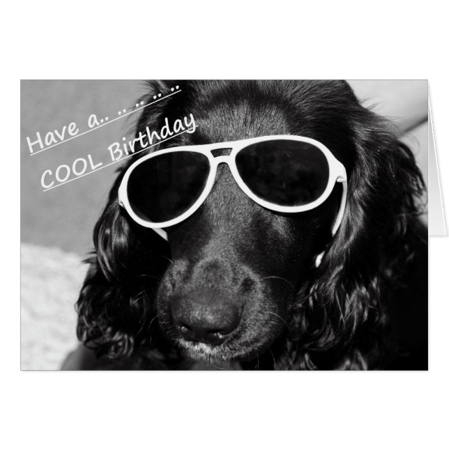 Cooler Spaniel (Vorderseite (Horizontal))