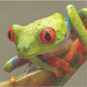 Cooler Tropenfrosch auf Hop-Foto Aufkleber