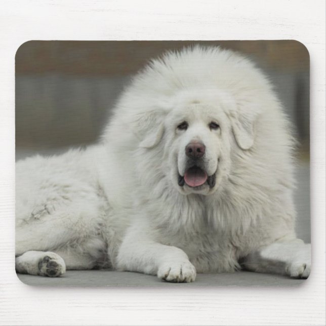 cooler weißer tibetanischer Mastiff Mousepad (Vorne)