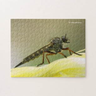 Cooles Assassin Fly Bug Insekt