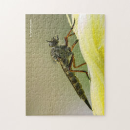 Cooles Assassin Fly Bug Insekt