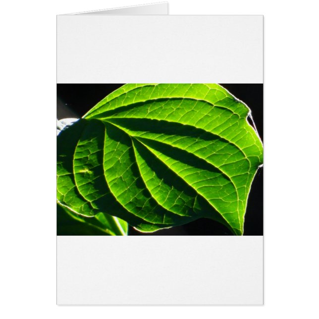 Cooles grünes Blatt (Vorne)