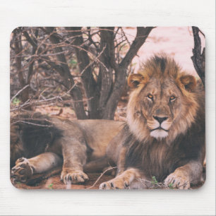Cooles LöwenFoto Mousepad