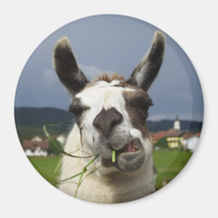 Coolstes Lamm in Österreich Magnet