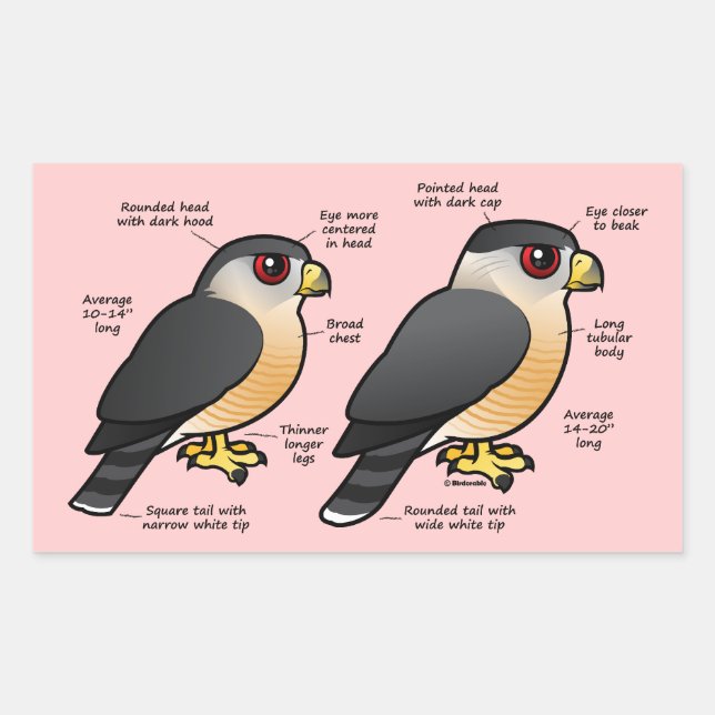 Coop / Sharpie Rechteckiger Aufkleber (Vorderseite)