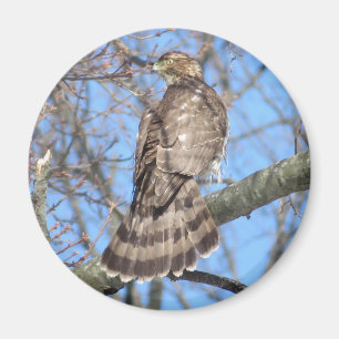 Cooper-Hawk-Magnet Magnet
