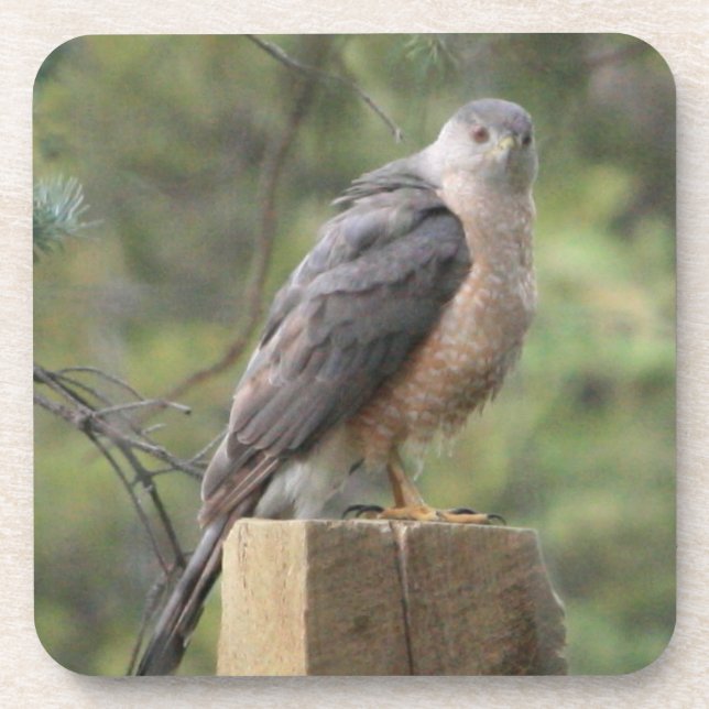 Cooper-Hawk-Untersetzer Getränkeuntersetzer (Vorderseite)