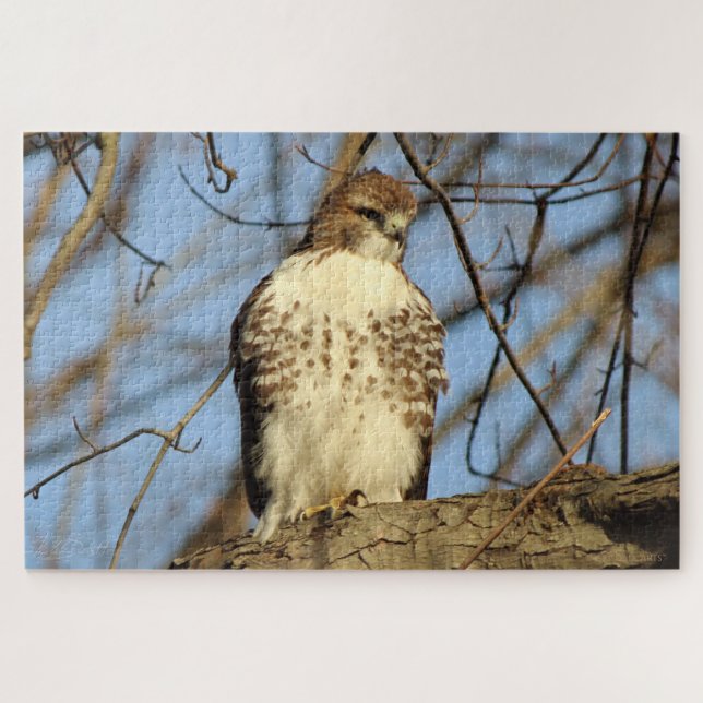 Cooper's Hawk (Horizontal)