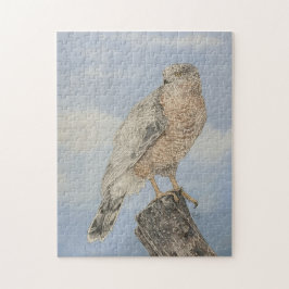 Cooper's Hawk