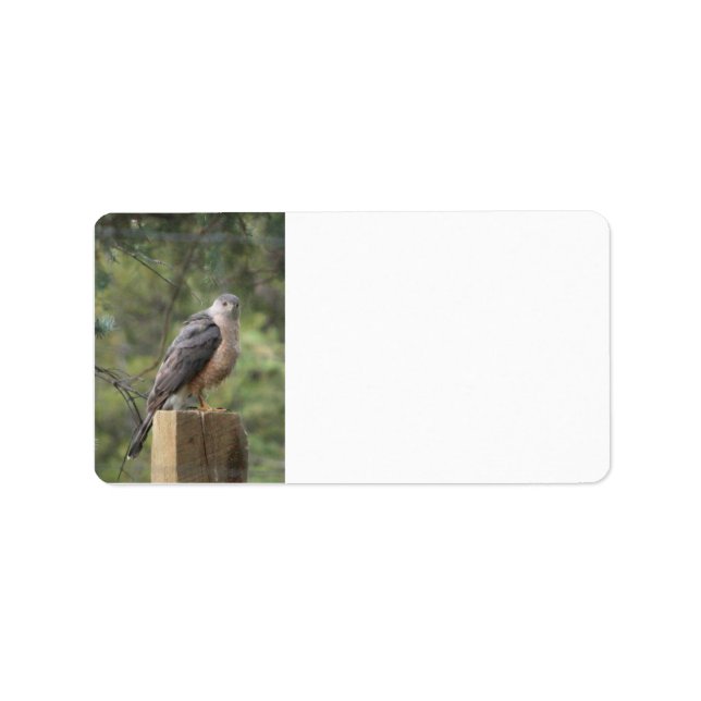 Cooper's Hawk Address Label Adressaufkleber (Vorne)