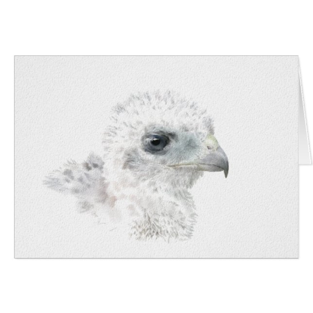 Coopers Hawk Chick (Vorderseite (Horizontal))