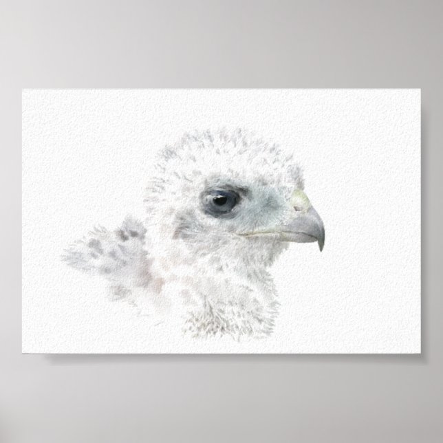 Coopers Hawk Chick Poster (Vorne)