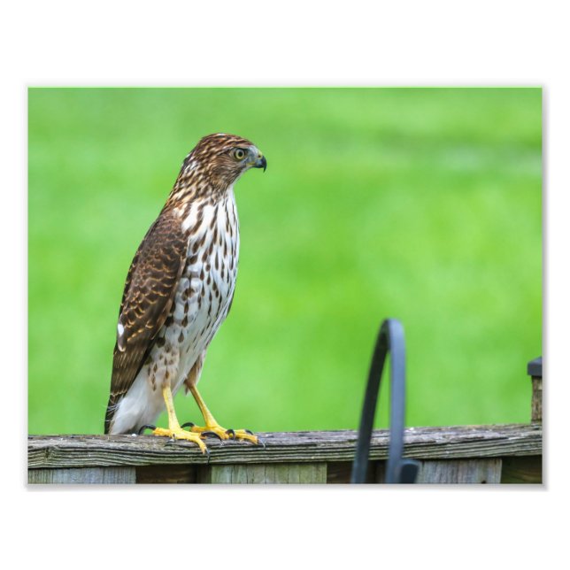 Cooper's Hawk Foto Print 1 (Vorne)