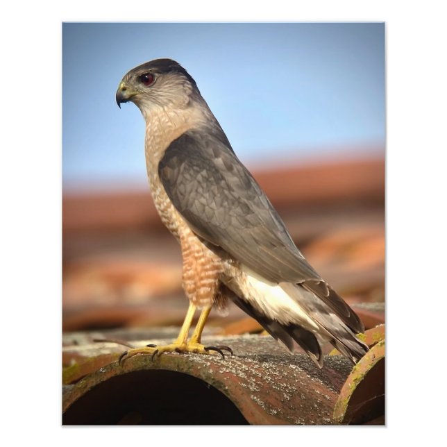 Cooper's Hawk Fotodruck (Vorne)