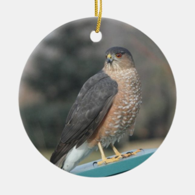 Coopers Hawk Keramikornament (Vorne)